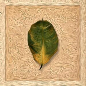 Ficusblatt