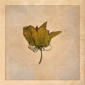 Vertrocknete Blüte