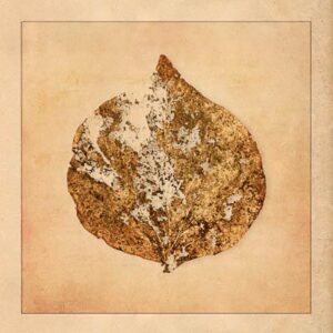 Vertrocknetes Blatt