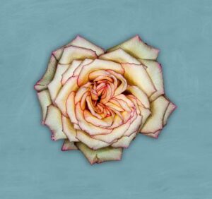 Weiße Rose