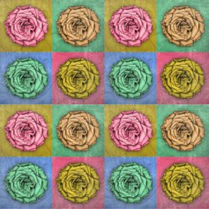 Rose in Pop