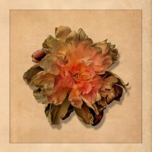 Dahlia