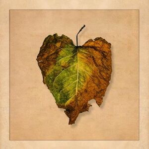 Vertrocknetes Blatt