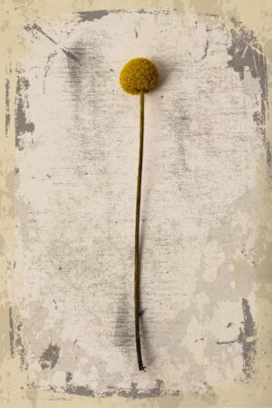 Vertrocknete Blume