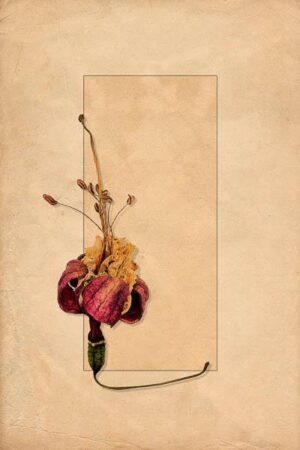 Blüte mit Stengel