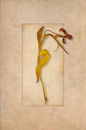 Ausgetrocknete Tulpe