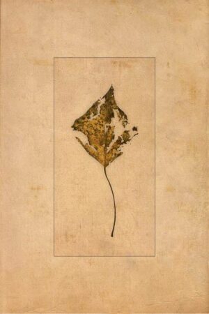 Verwestes Herbstblatt