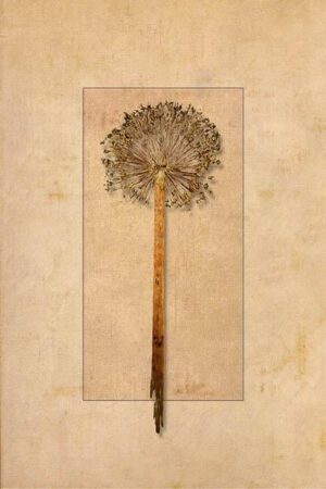 Verweste Sommerblume