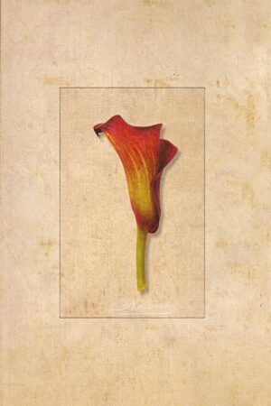 Die Calla