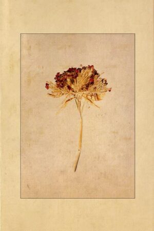 Feld und Wiesenblume