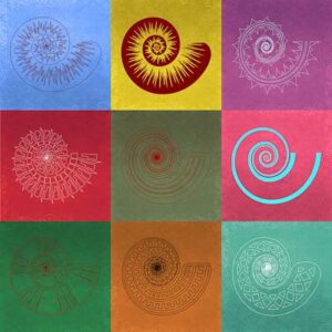 Spiralmuscheln
