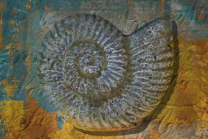 Ammonit II