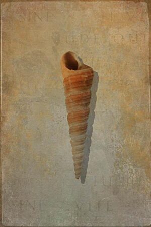 Große Nabelschnecke