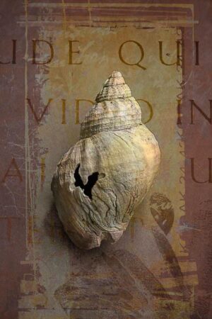 Wellhornschnecke