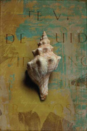 Pelikanfußschnecke