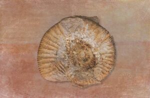 Ammonit II
